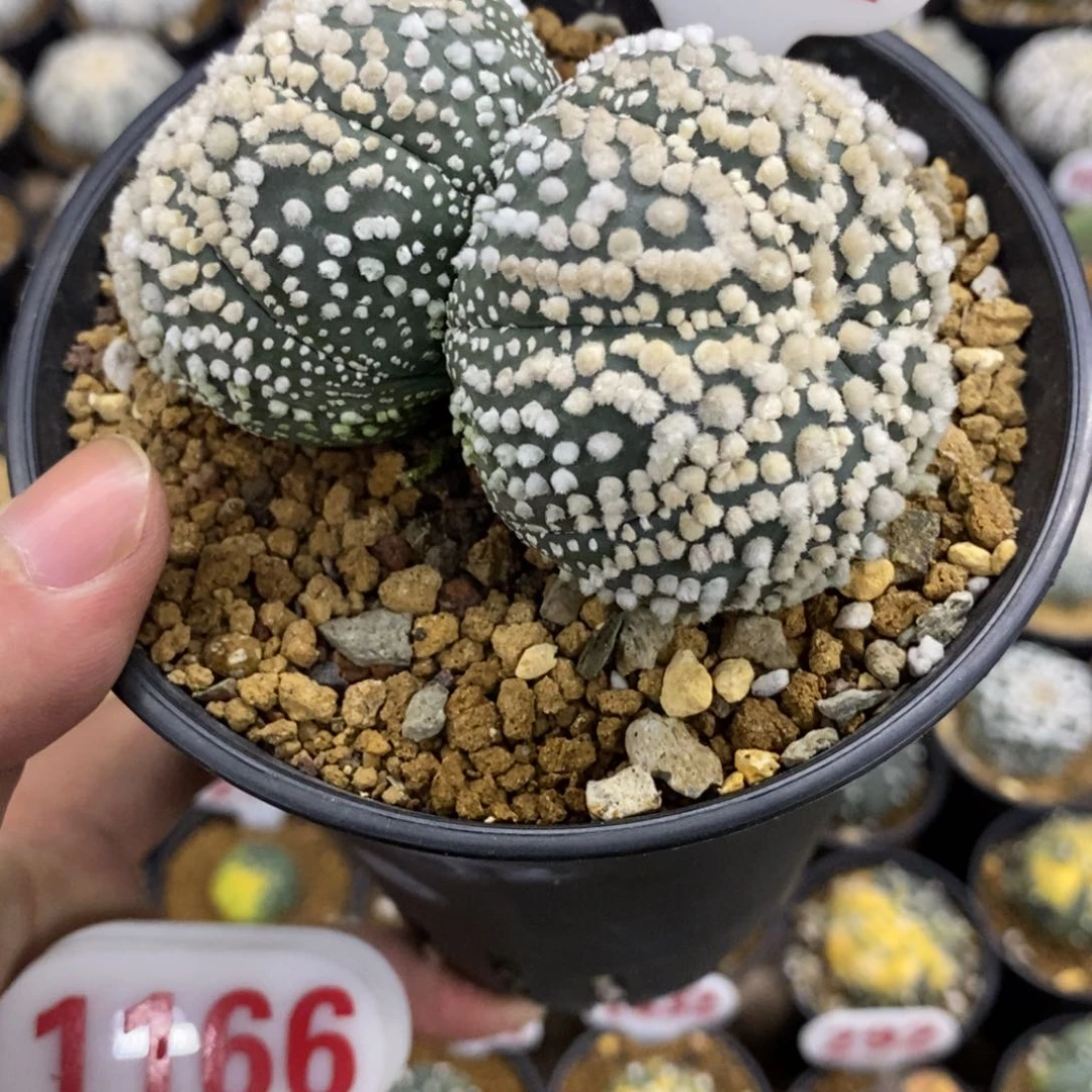 842双头全绒花园兜