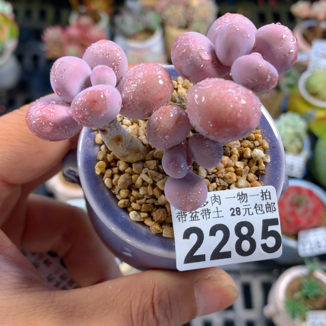 精控多肉植物2285