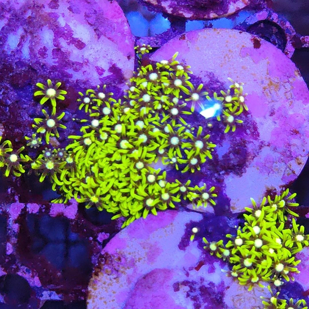 智海海洋珊瑚馆 竞拍链接