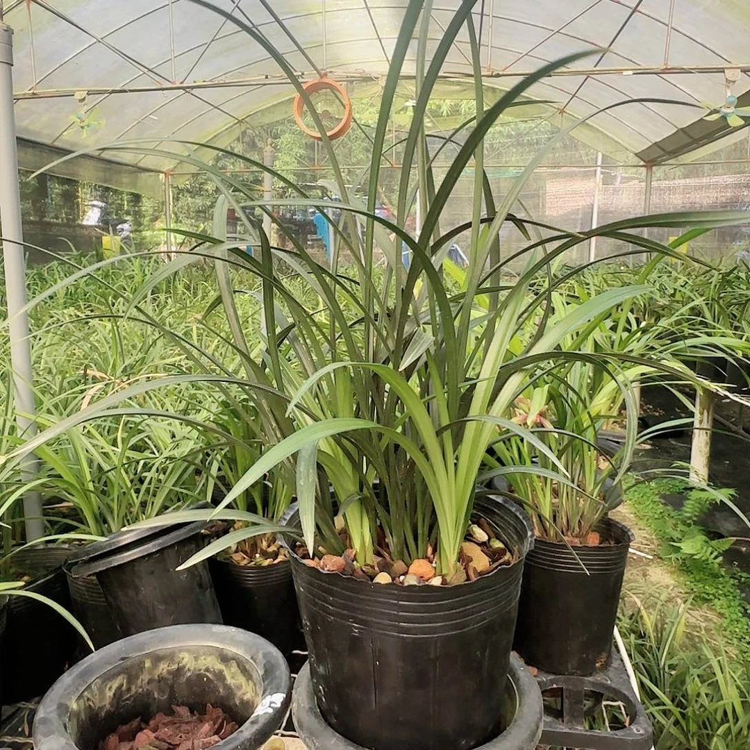 全部花苞宋梅大爆盆