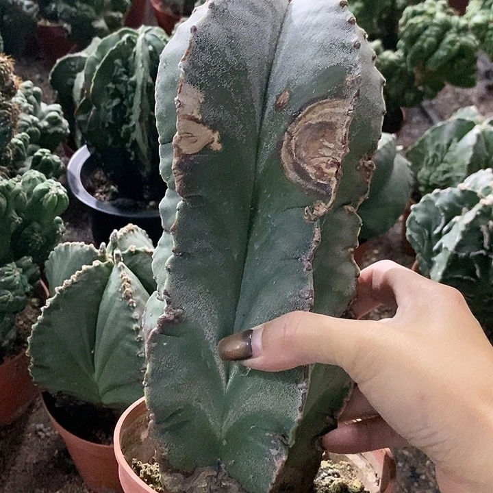 石**美花花草草花花草草