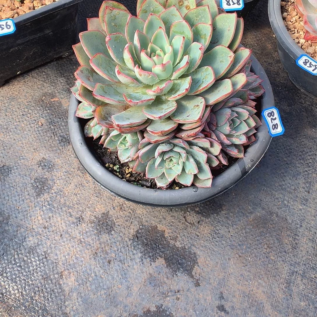 878赫拉 一物一拍多肉