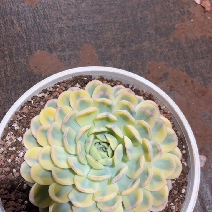 筱***筱一物一拍，草莓冰锦。