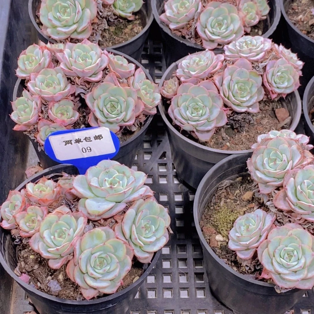 09-精品母本老桩奶油黄桃群一个