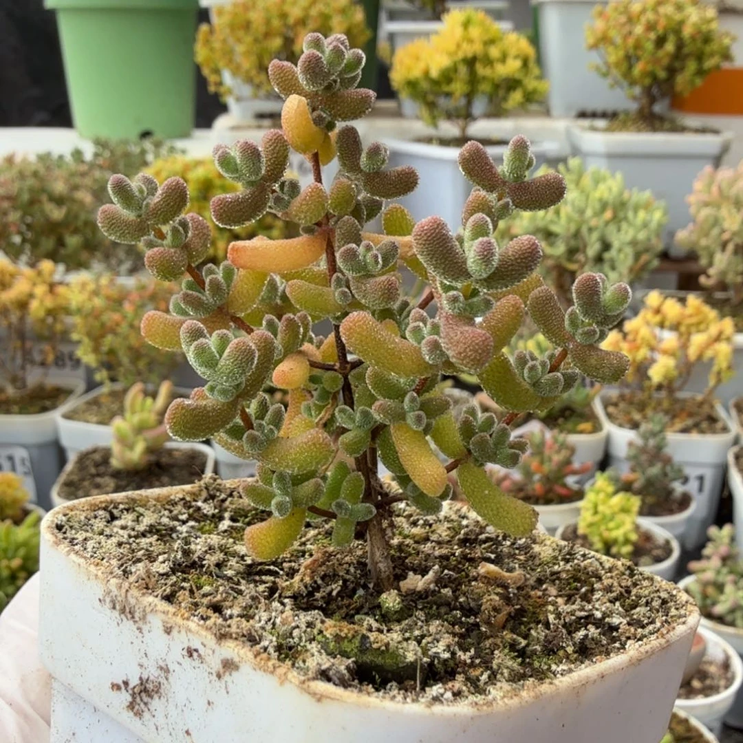 A885冰冰虾一物一拍尺寸5.3厘米