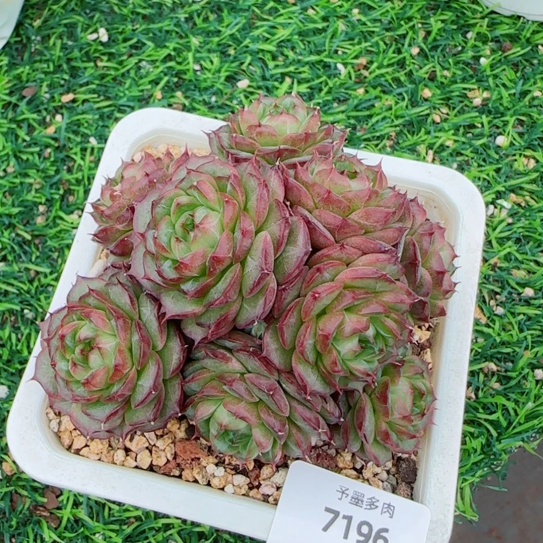 麦秆群，7196带盆发不包整，