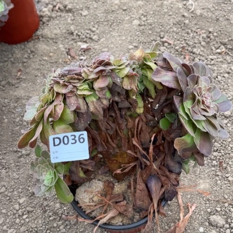 多肉植物花月夜缀化