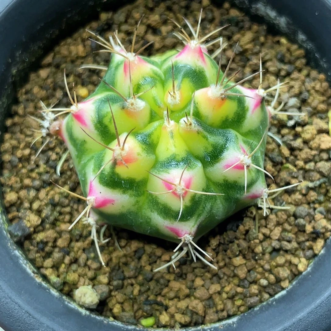 泰系名品侧芽，白花田