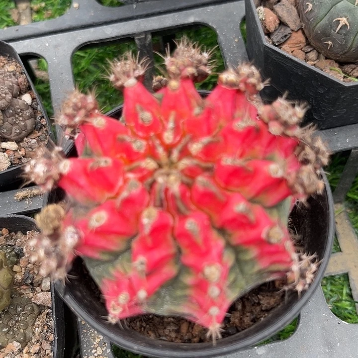 单头花蝴蝶一颗包邮