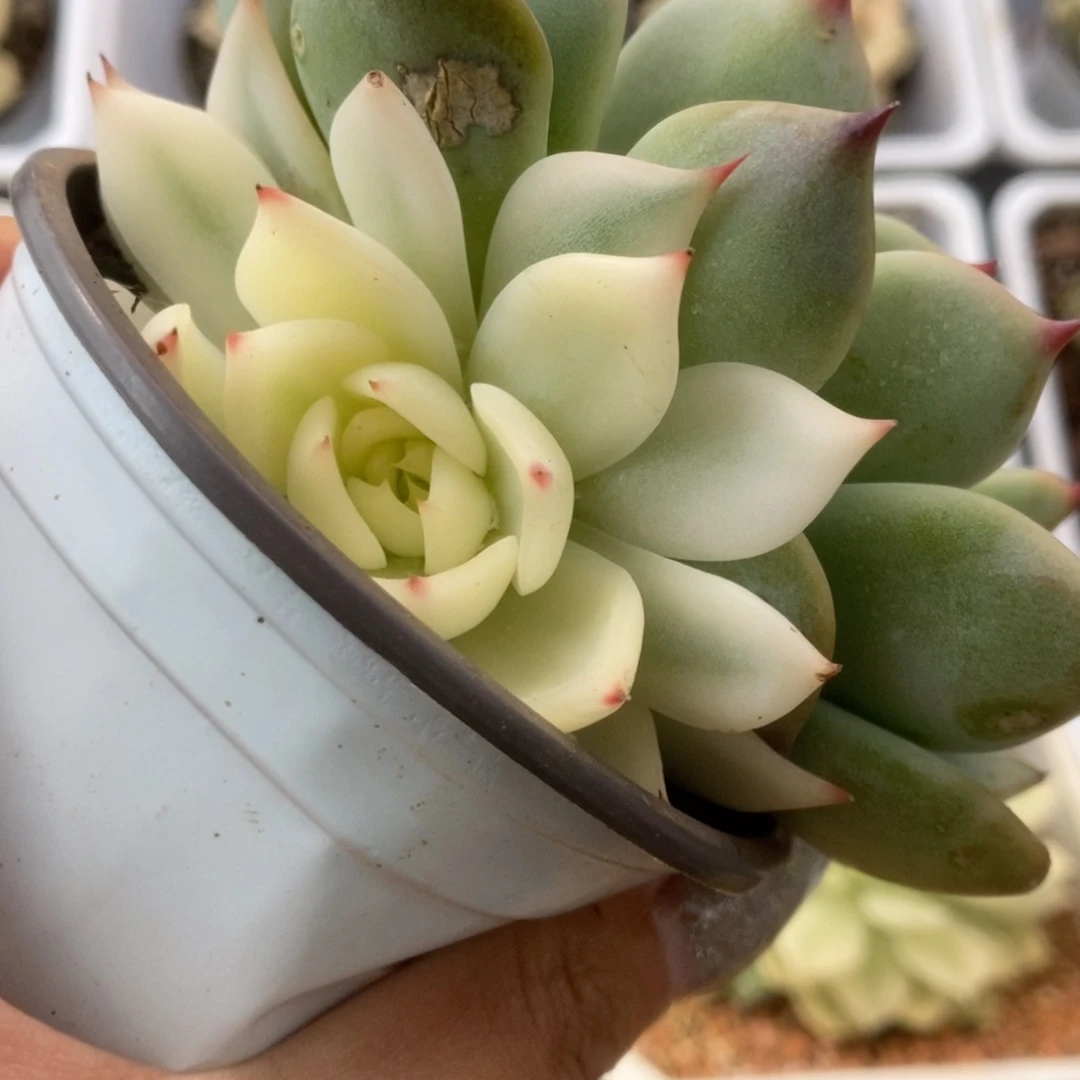 730一线天锦锦锦锦锦锦锦锦