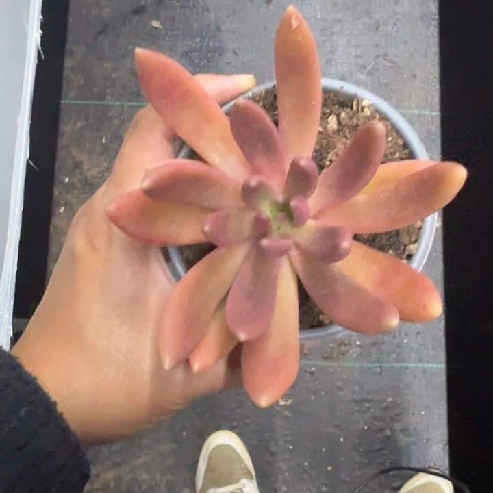 八爪鱼 单头  一物一拍