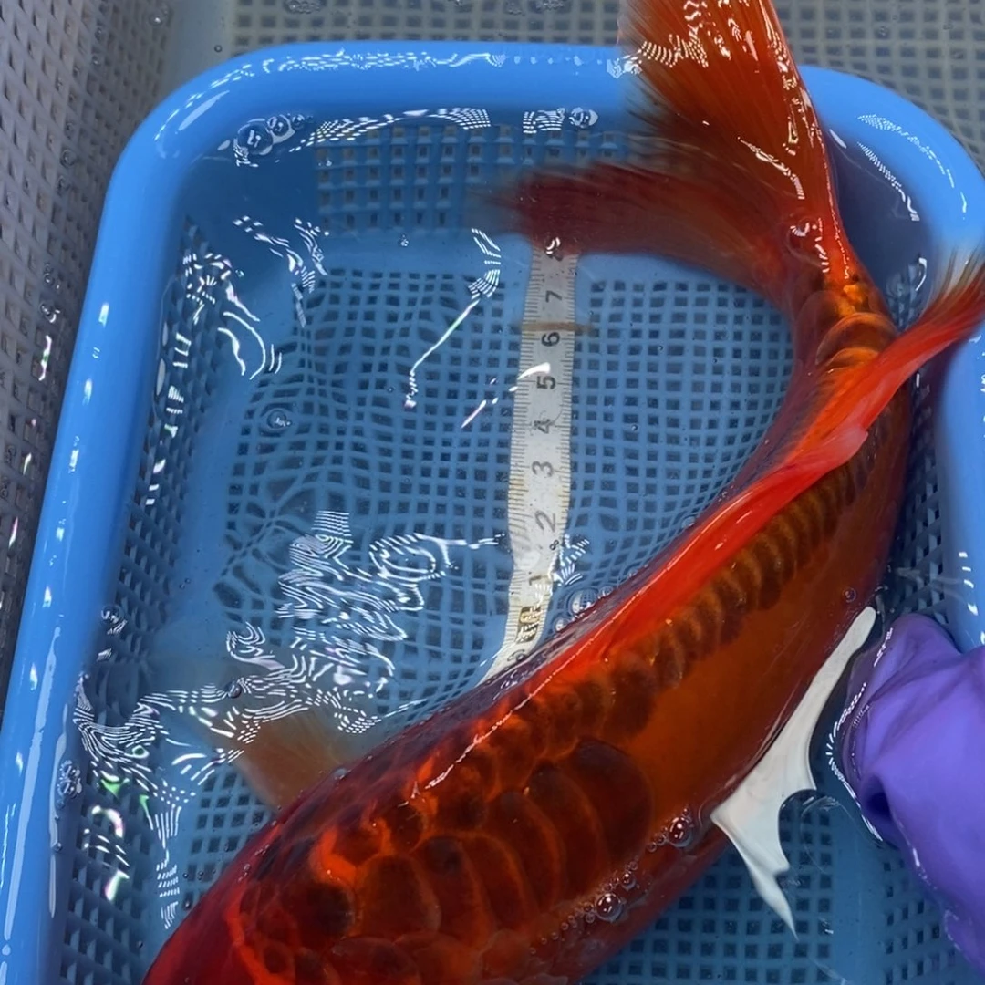 锦鲤冷水锦鲤包邮