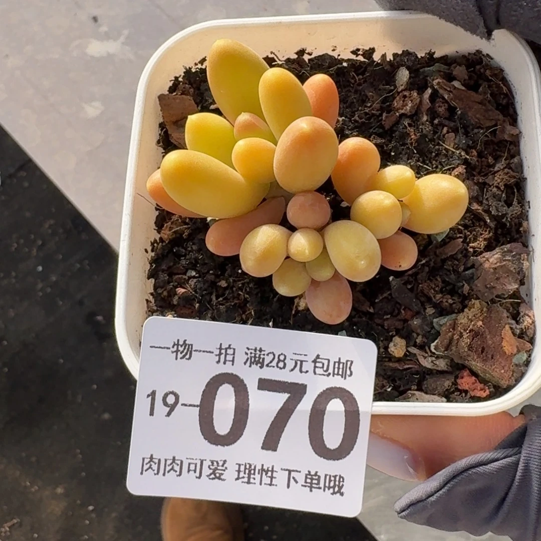 金蝉无盆土发货无盆