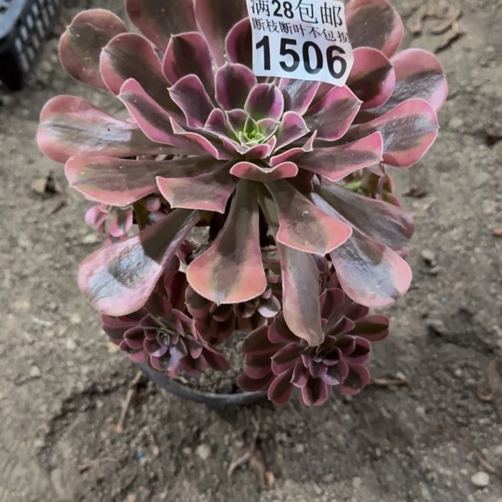 1506南美杜莎多肉植物