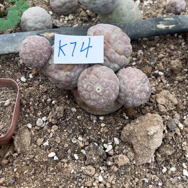 ℳ****K74处理大型无刺习志野侧芽一群30