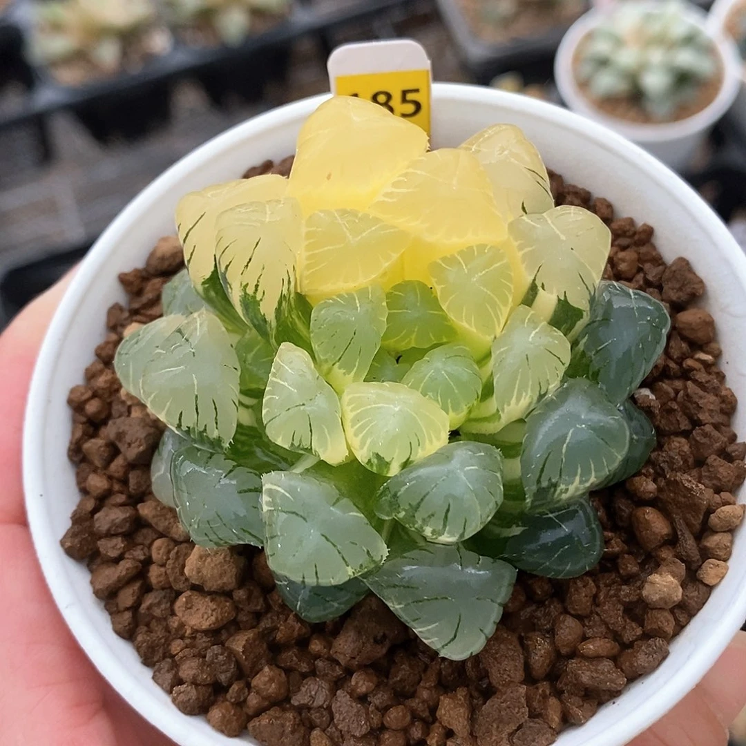 红陶185号实生玉露锦一物一拍