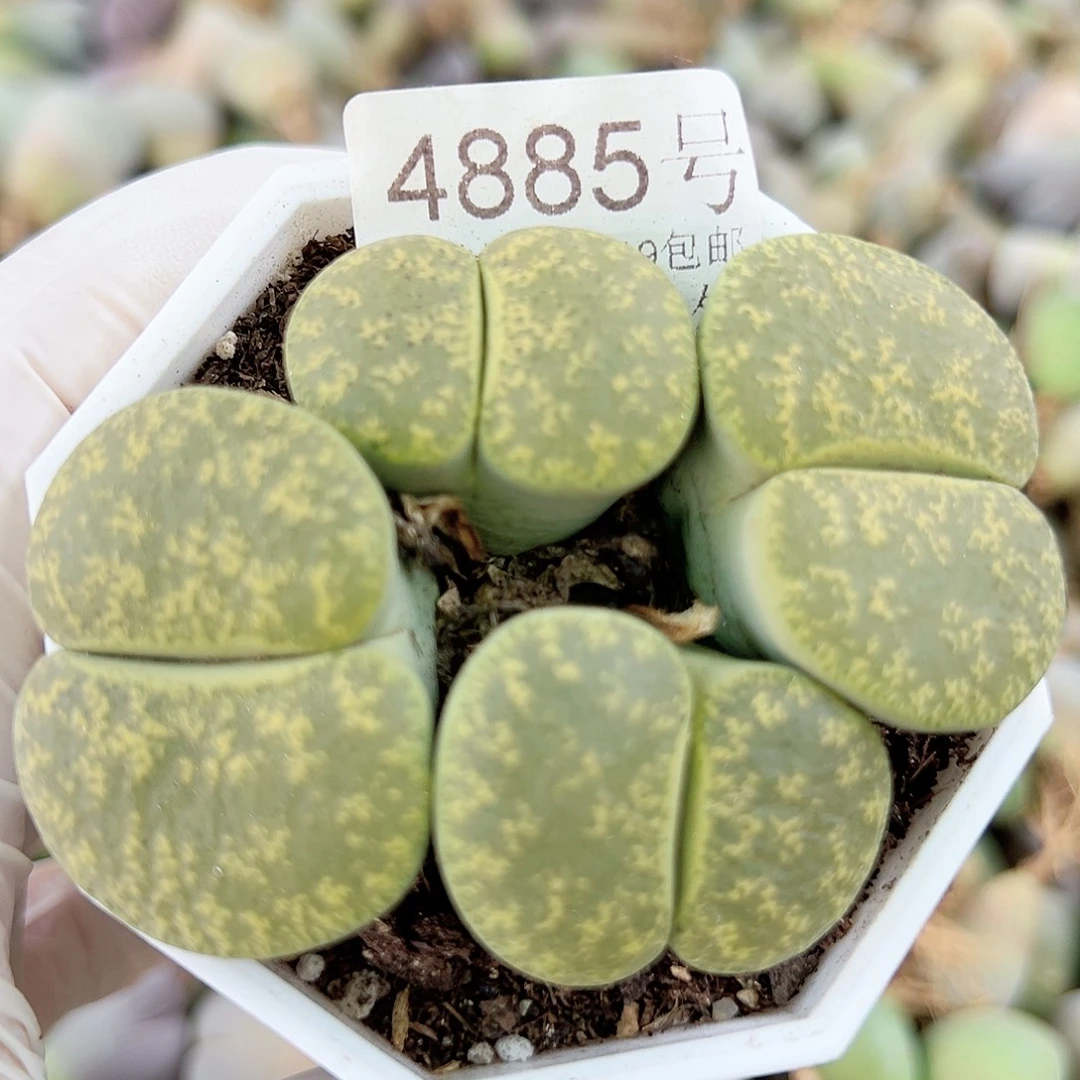 4885 好养易活生石花大母本