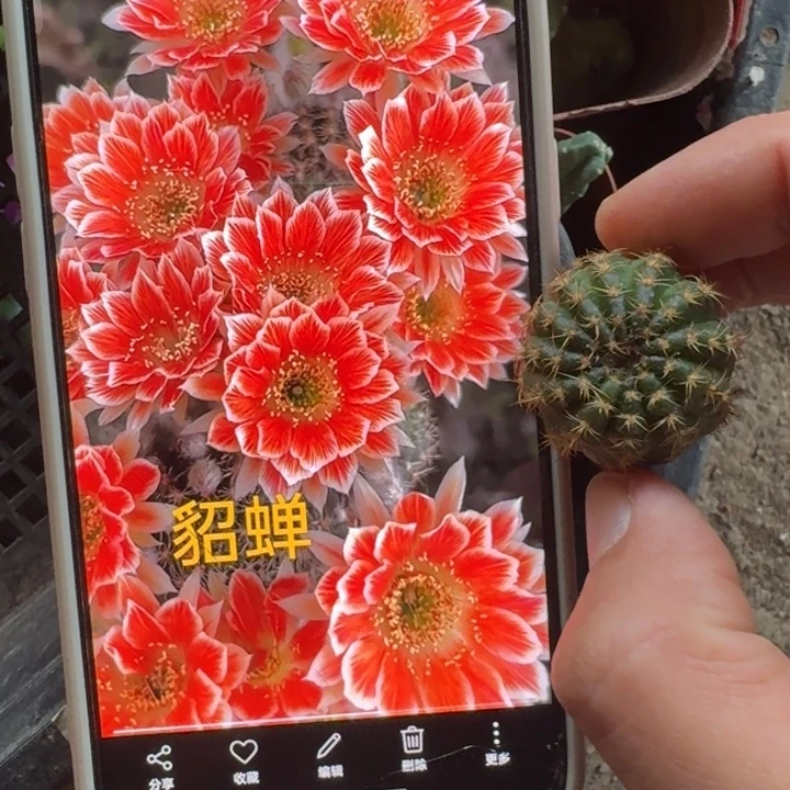 320丽花貂蝉歪3公分左右无根侧牙，20包邮