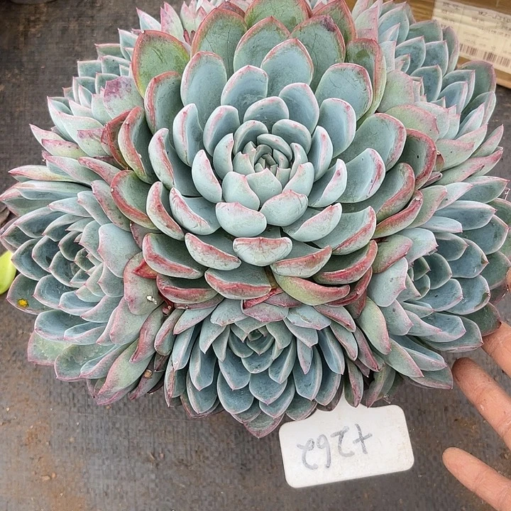 C***6两单包邮，一物一拍262