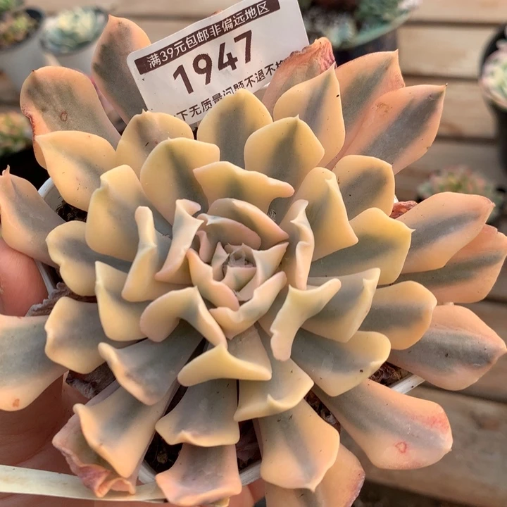 无花朵利比里亚1947