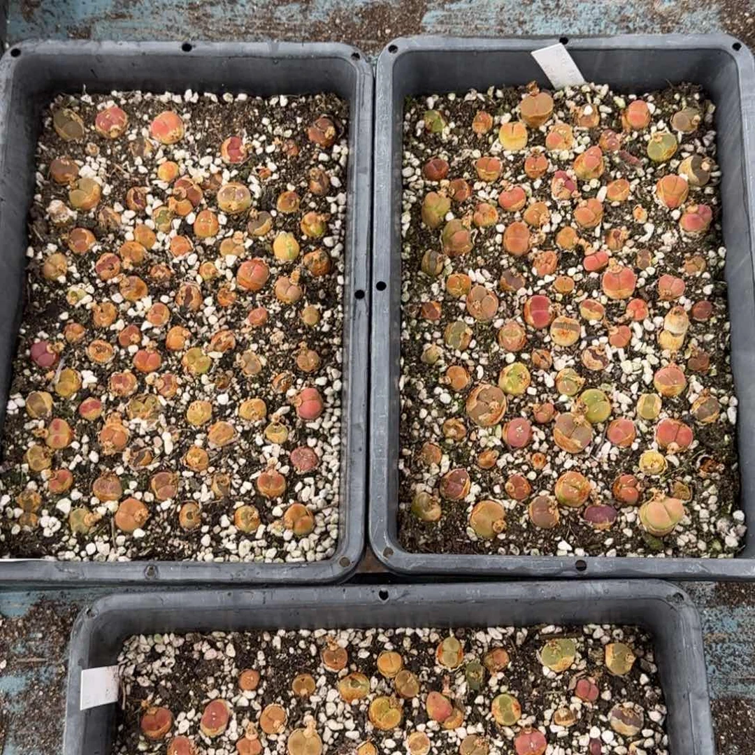 水蜜桃福利三选一随机福利单盆