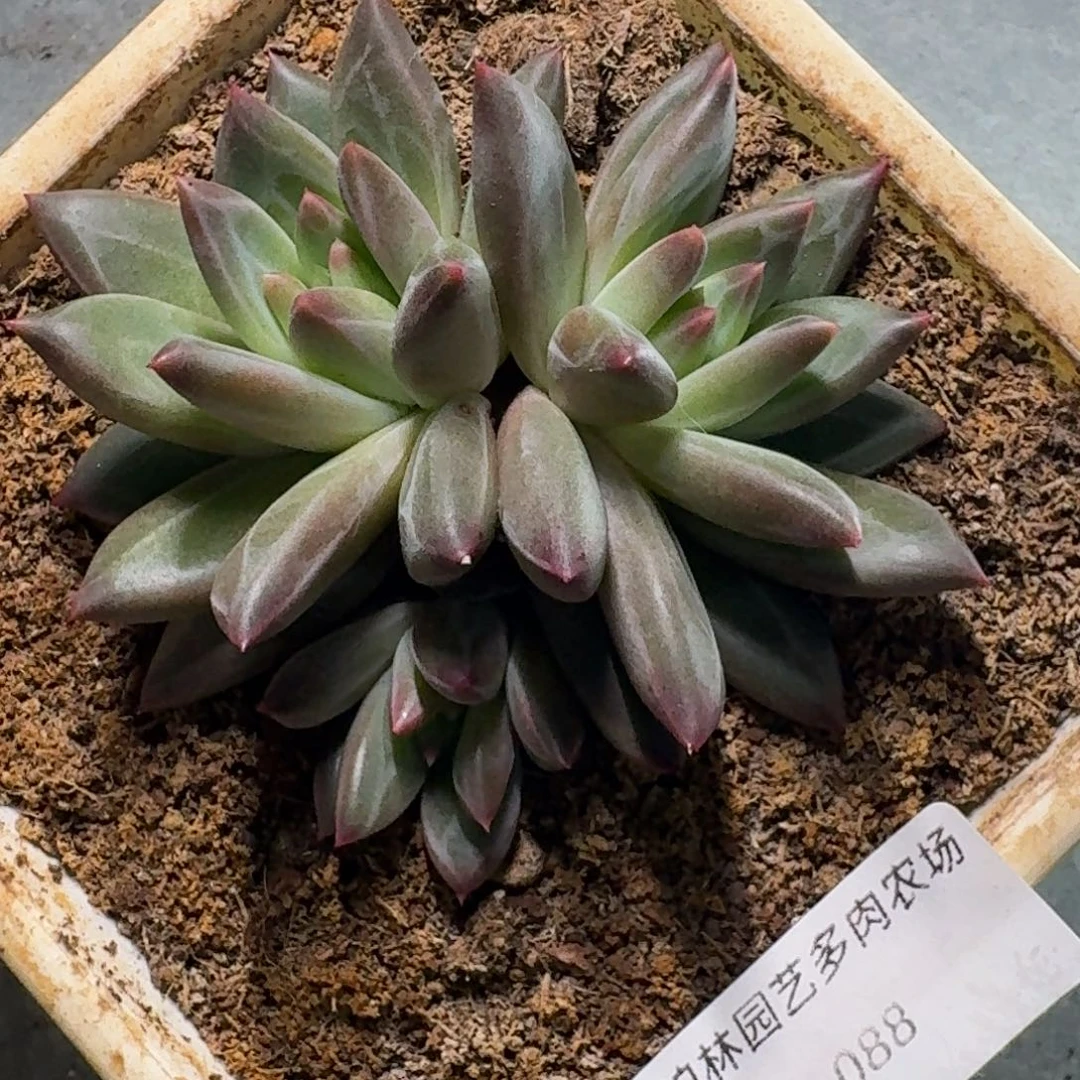 088 美人杂交 一物一拍