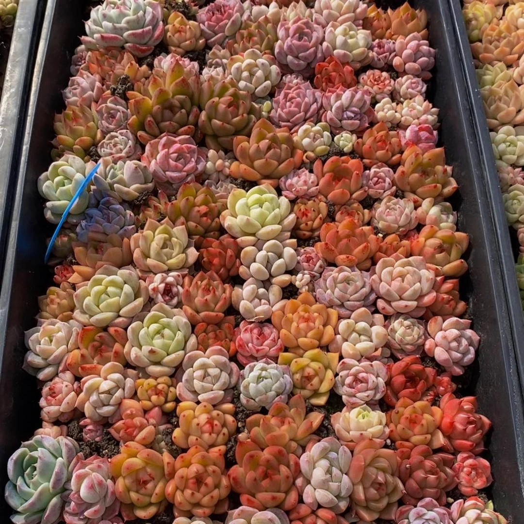 656多肉植物保护研究所