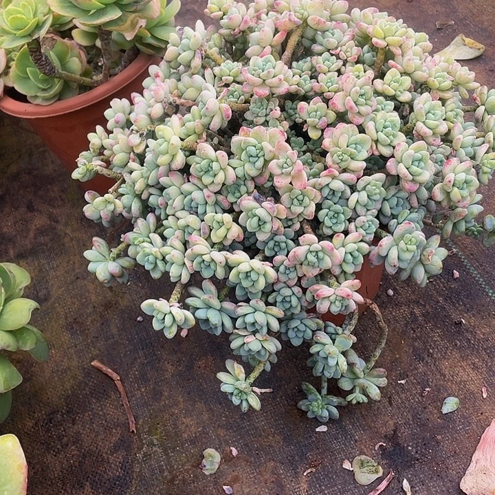 劳尔老桩飘枝29.8多肉，掉小头不售后