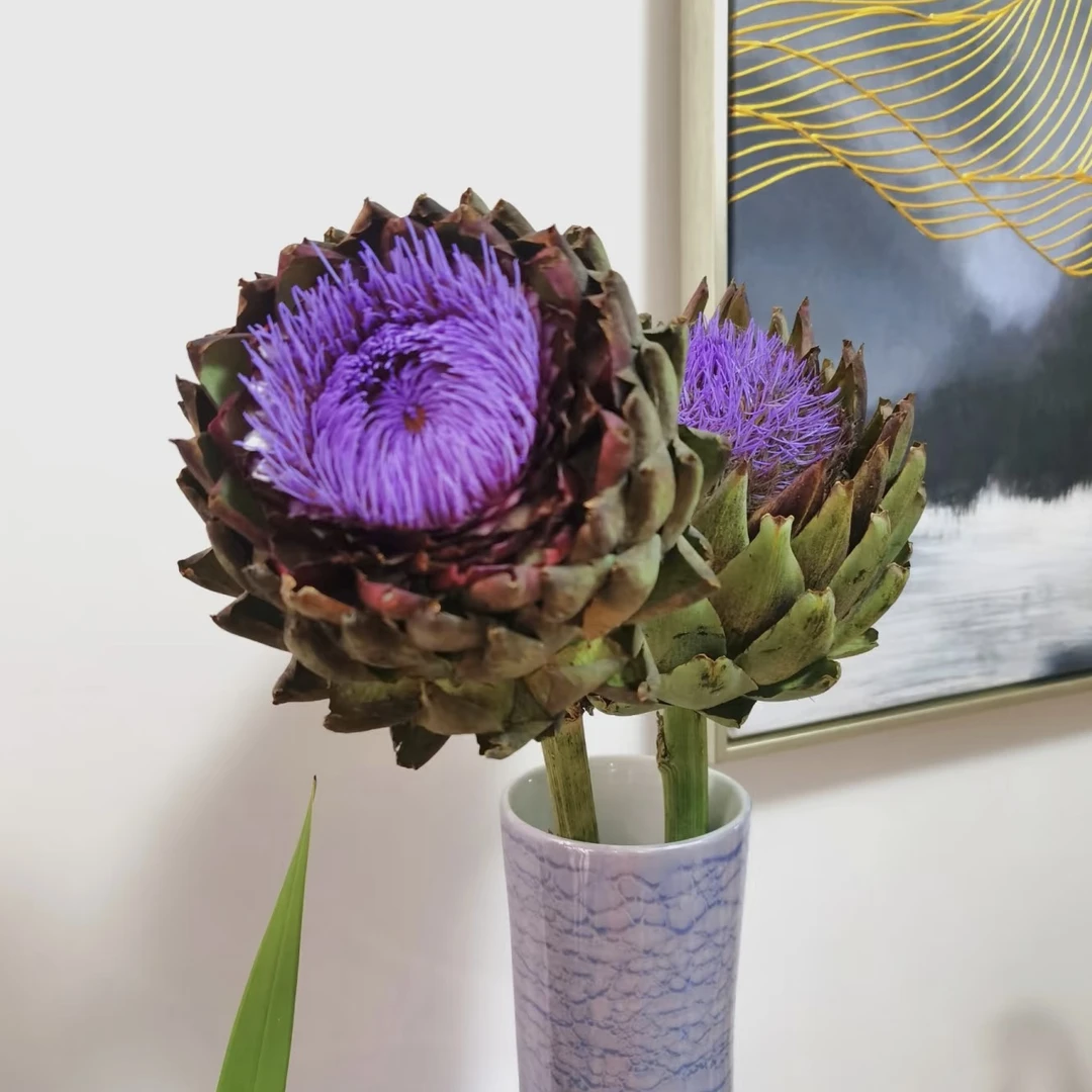 洋蓟 宝莲灯不用水养可做干花永生花 稀有小众