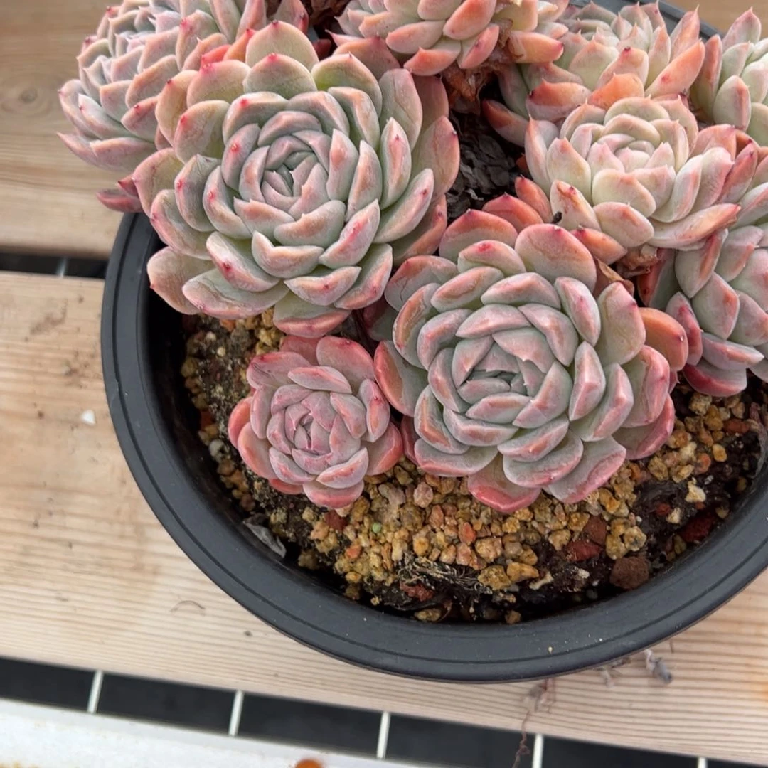 可***头1186肉多么多哦多么多哦