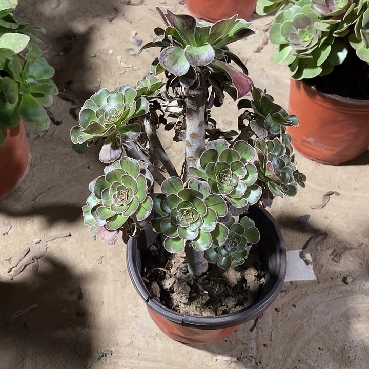 拉丝锦玫瑰玫瑰玫瑰