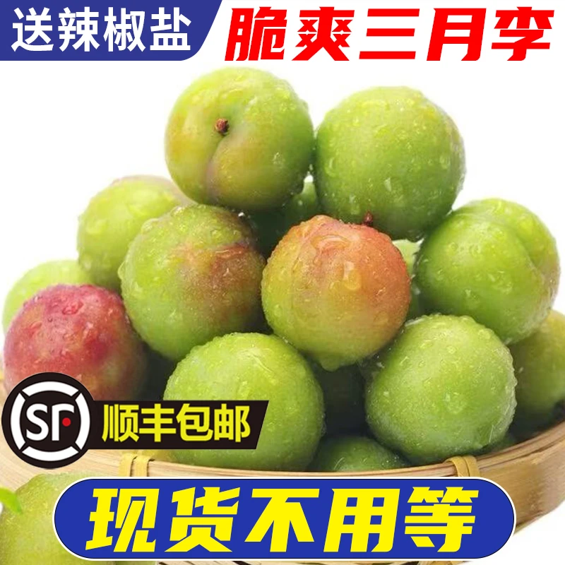 【现货顺丰快递】广东三月李青李子脆爽李子早李珍珠李当季新鲜采摘