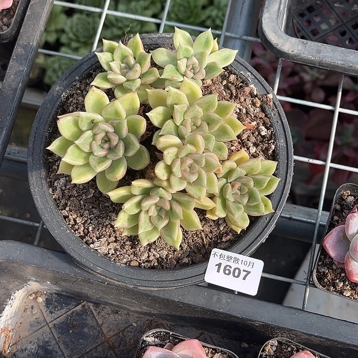 阿雅园艺。         1607璀璨