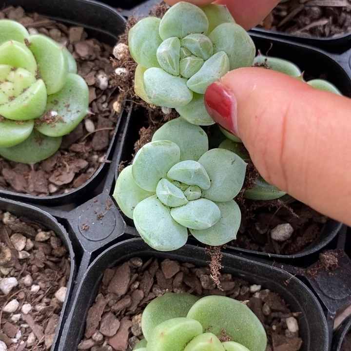 奶白色多肉一个量拍