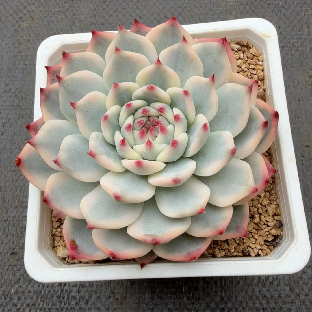 吉娃娃锦锦上园艺一物一拍