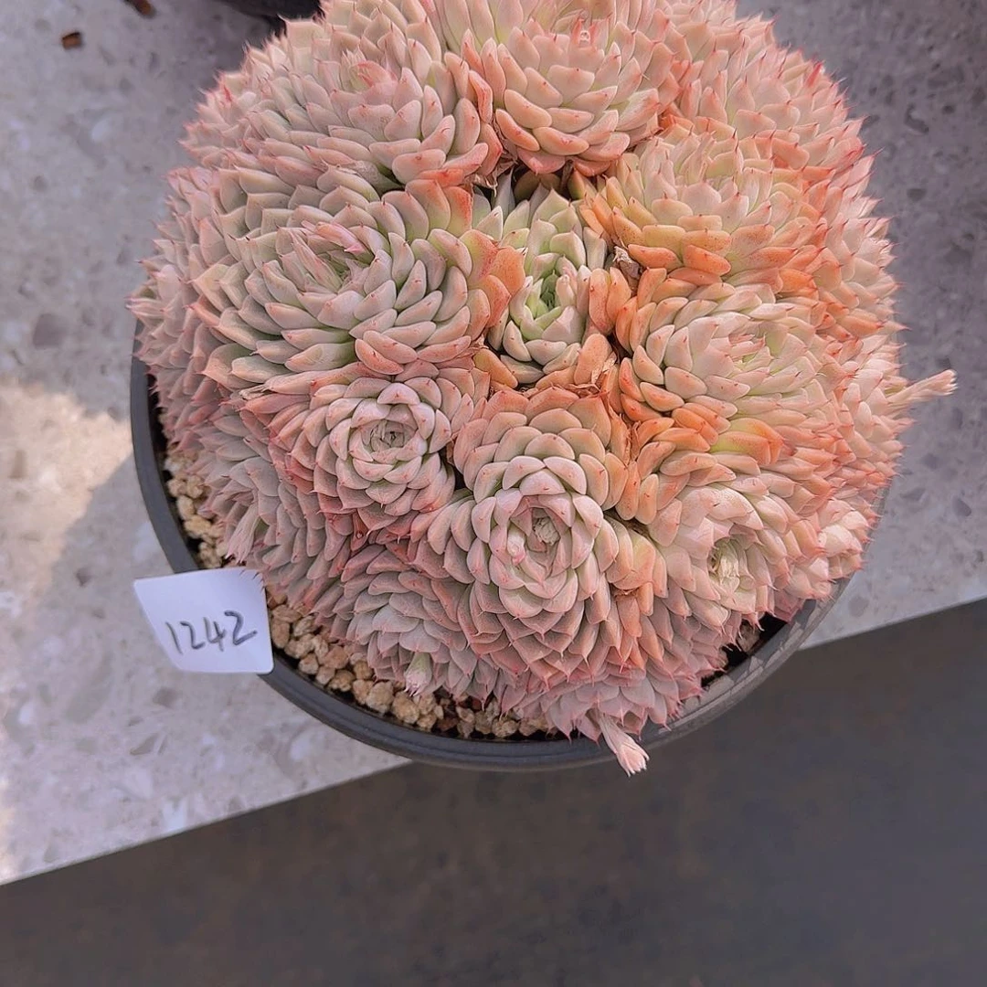蛋*1242洞庭多肉植物