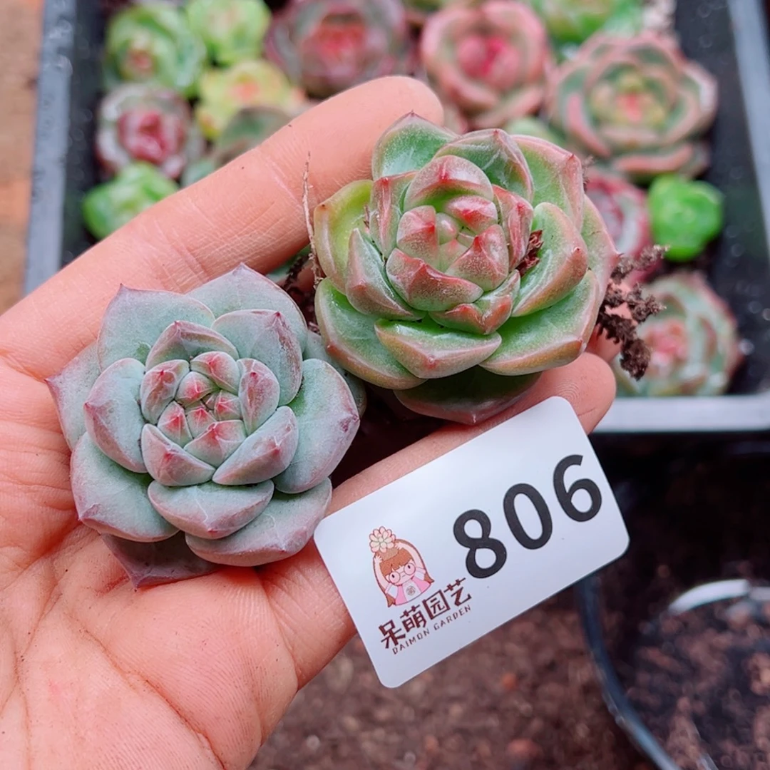 多肉植物多肉植物