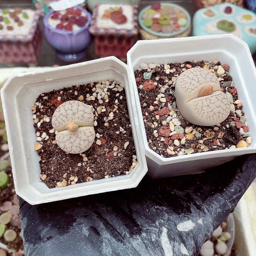 生石花满18包邮0916-62