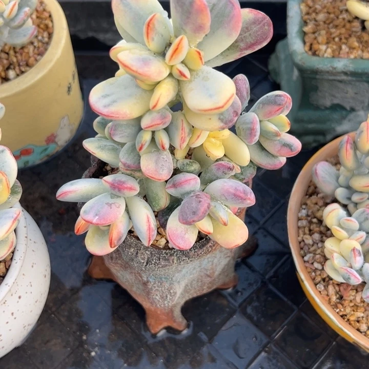 无花朵429号福娘锦无砍