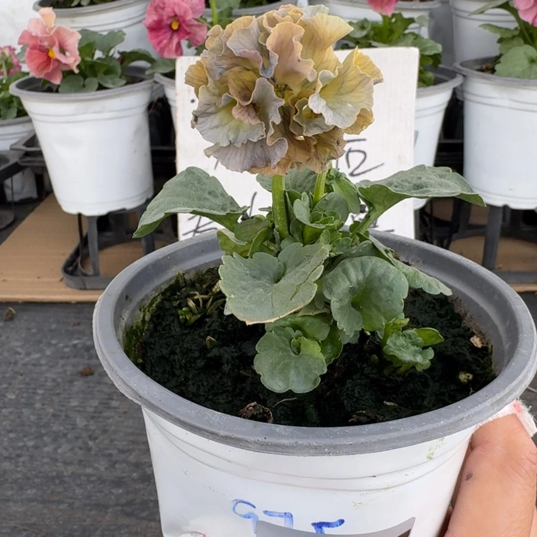 全部花朵265号975