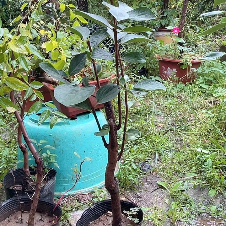 盆栽脆甜柿子，一物一拍