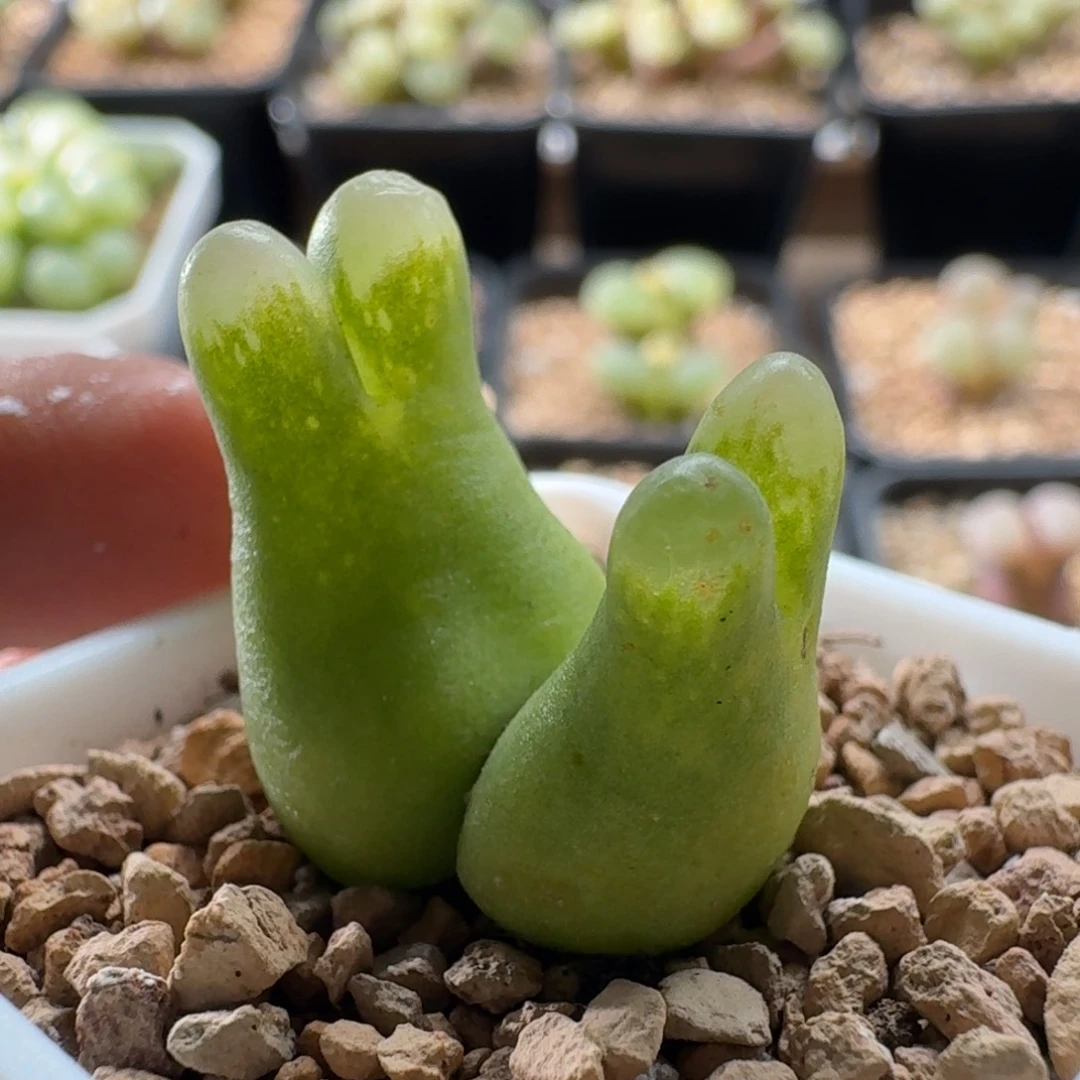 超级奶瓶风铃玉肉锥植物3542