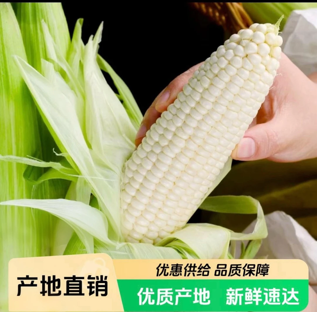 新人头茬大棒黑龙江农家自种白甜糯玉米拍5斤发6-6.5斤现掰现发