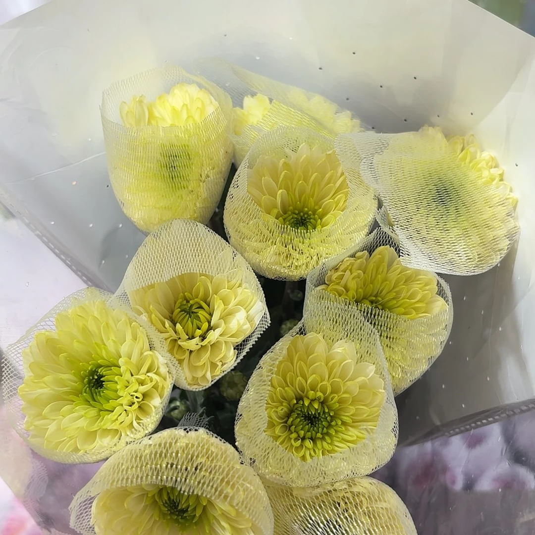 单头绿布布小菊10支