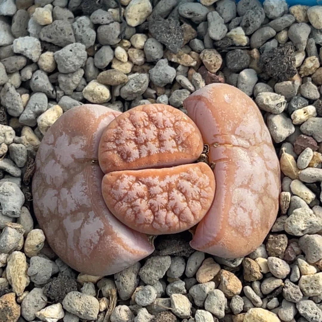 9541睫毛拿铁一颗