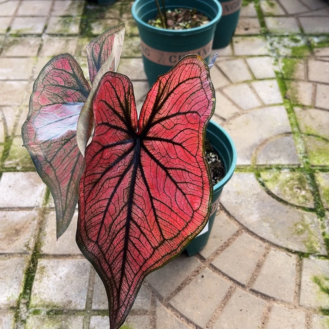 R***y完全开放一物一拍0177