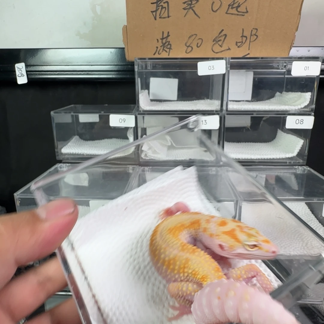 豹纹守宫白黄暴龙妹妹