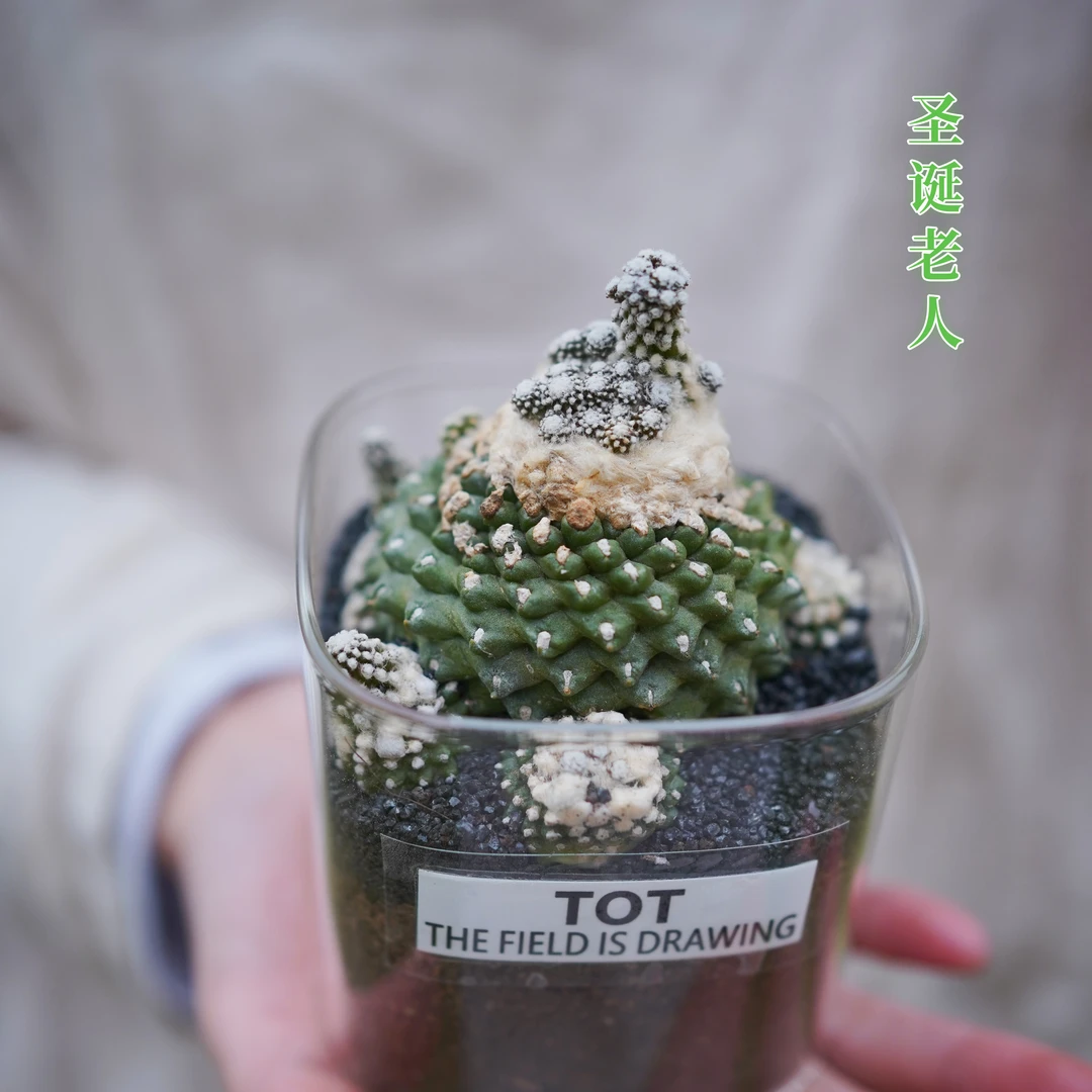 圣诞老人多肉玻璃容器办公室内客厅桌面绿植花卉盆栽送人礼物