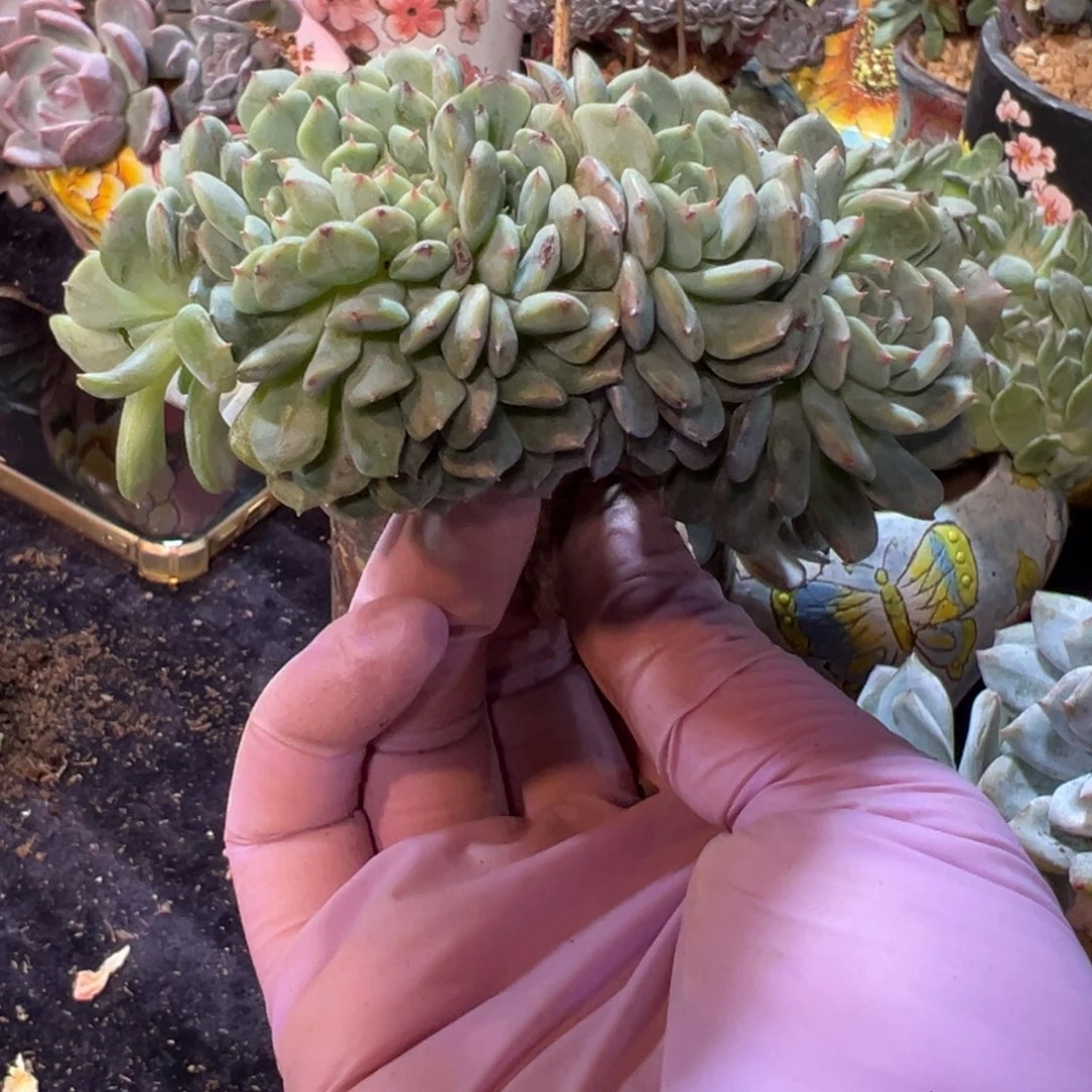 新年快乐 新年快乐 新年快乐