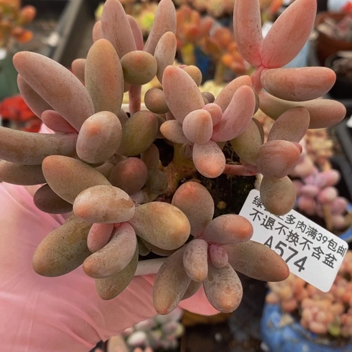 糖果美人9cm574多肉植物